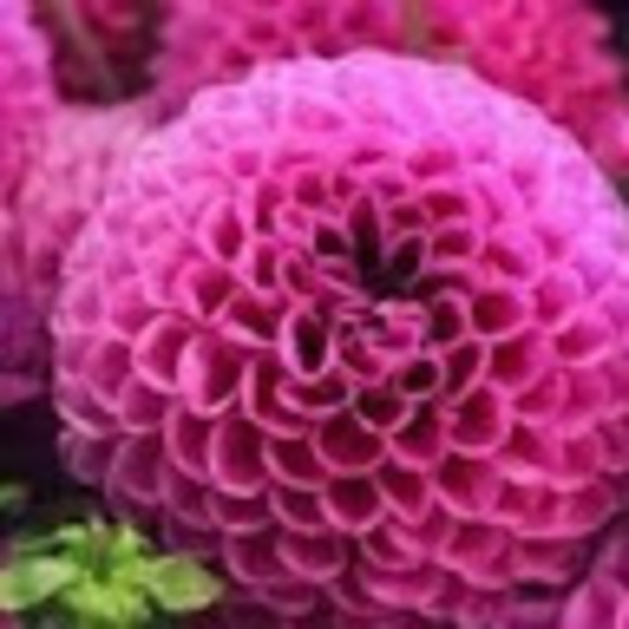 Meet your Posher, Hilda - Picture 1 of 1